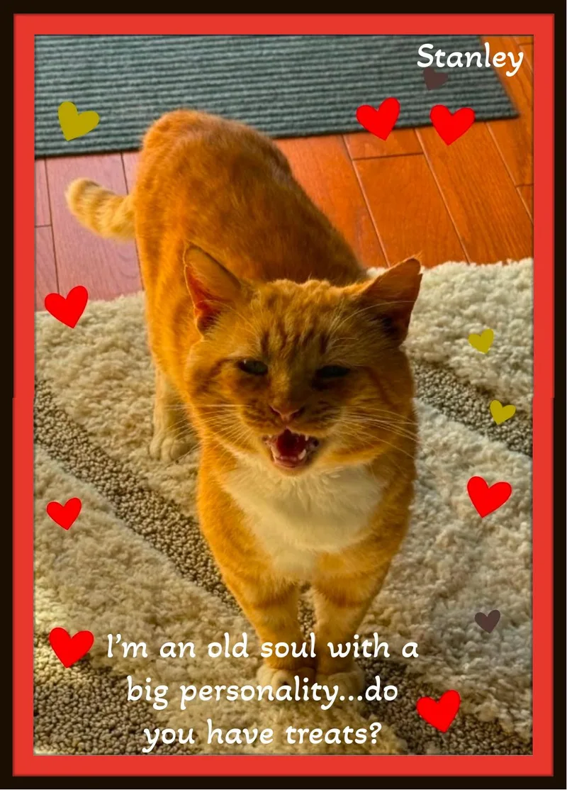 An adult large-sized male Orange & White Domestic Short Hair cat named Meet Stanley The for adoption in Winston Salem, NC