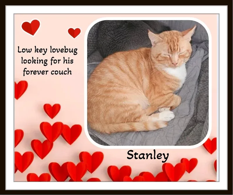 Meet Stanley  The thumbnail 2