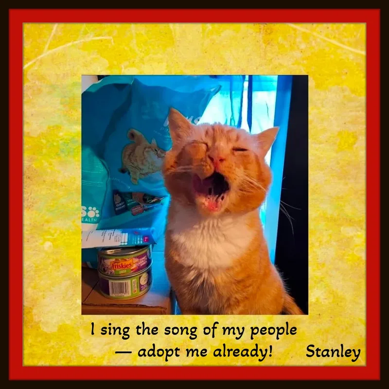 Meet Stanley  The thumbnail 3