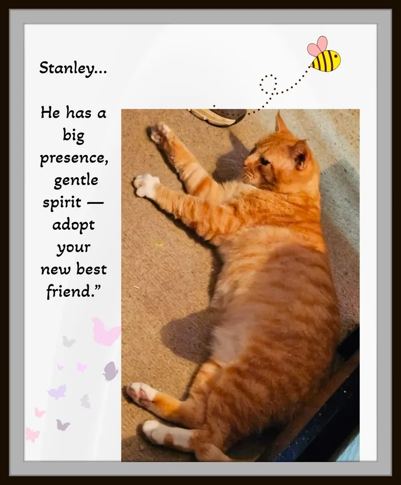 Meet Stanley  The thumbnail 4