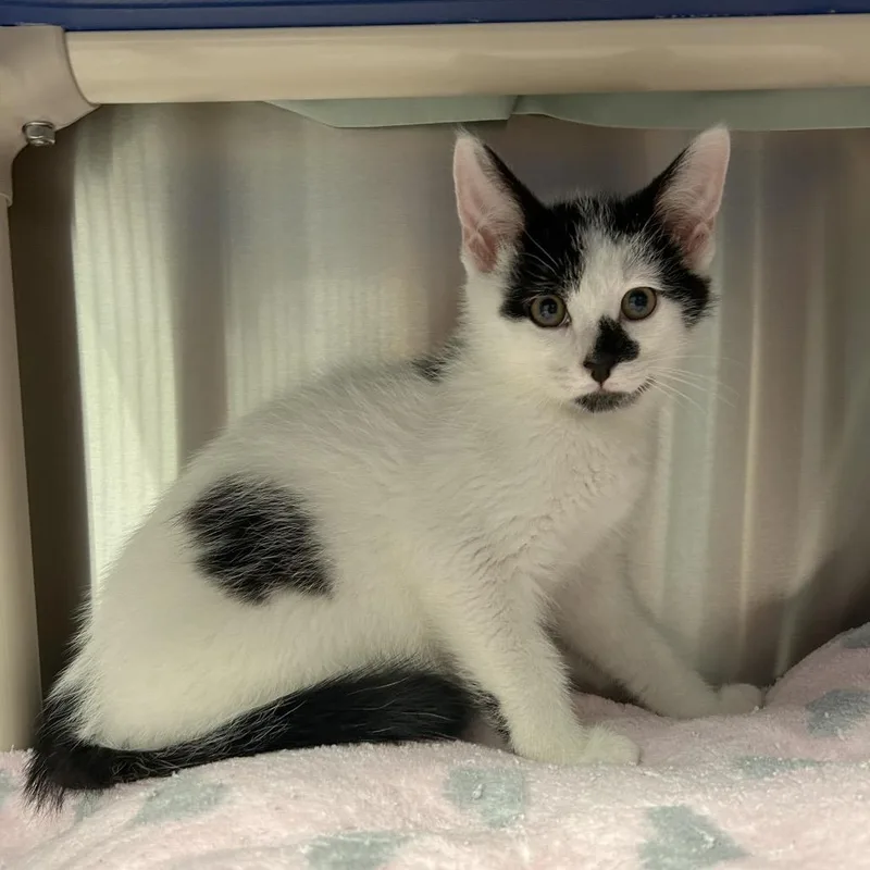 A baby small-sized male Black Domestic Medium Hair cat named Hall for adoption in Hendersonville, NC