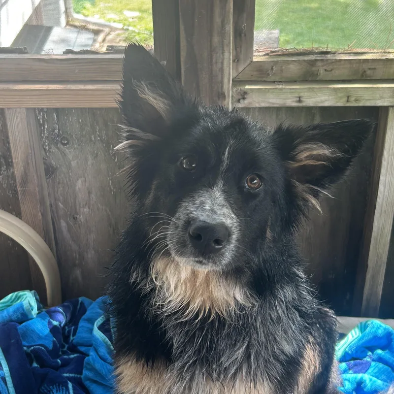 A baby medium-sized female Australian Shepherd dog named Daisy for adoption in Crystal Lake, IL