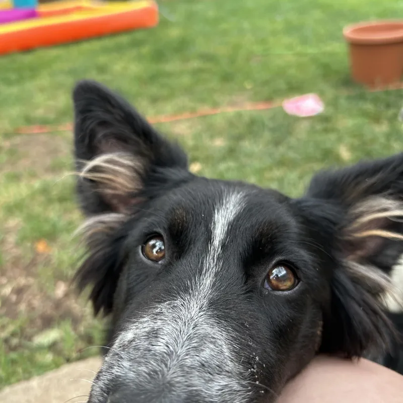 Daisy thumbnail 6