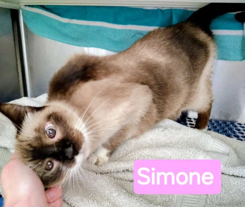 A senior small-sized female Snowshoe cat named Simone for adoption in Mena, AR