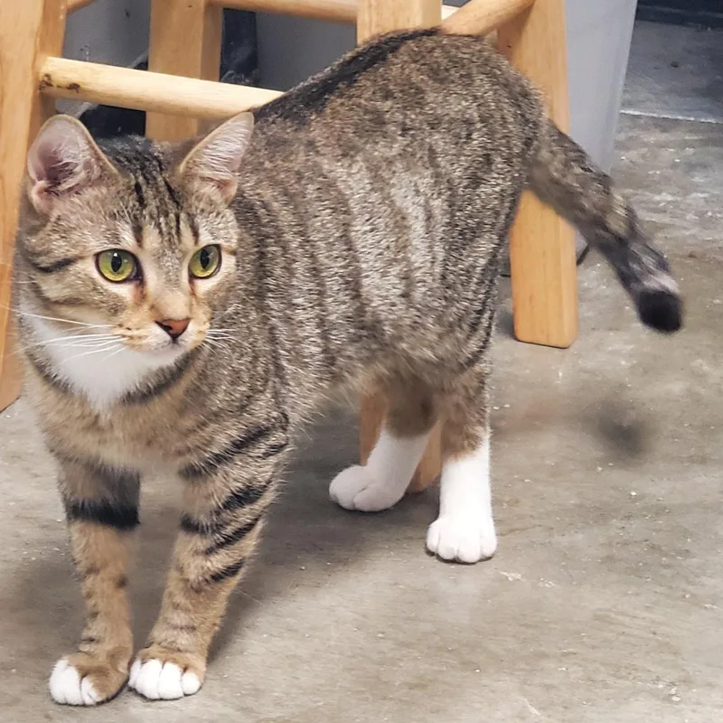 A young medium-sized female Tabby (Brown / Chocolate) Domestic Short Hair cat named Sassy for adoption in Grove City, OH