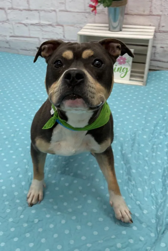 A young medium-sized male Mixed Breed dog named Roald for adoption in Detroit, MI