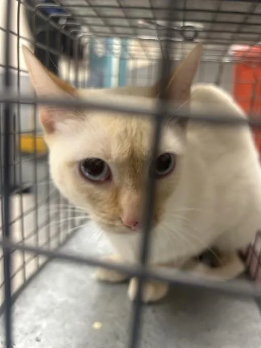 An adult small-sized female Domestic Short Hair cat named Pretty Princess for adoption in Las Vegas, NV