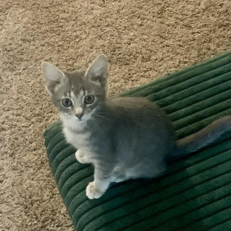 A baby small-sized female Gray / Blue / Silver Domestic Short Hair cat named Flopsy for adoption in Lexington, KY