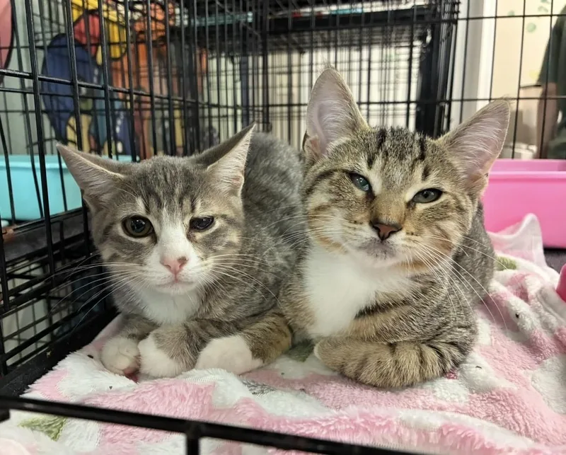 A baby medium-sized male Tabby (Tiger Striped) Domestic Short Hair cat named Papa John & Caesar for adoption in Breinigsville, PA