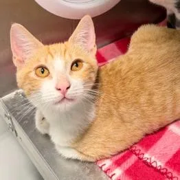 A baby small-sized male Domestic Short Hair cat named Bobby Charlton for adoption in Los Angeles, CA