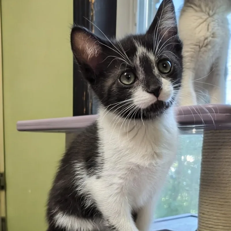 A baby small-sized female Black & White / Tuxedo Domestic Short Hair cat named Penguin for adoption in West Jefferson, OH