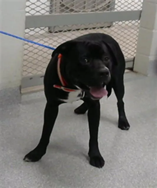 A young large-sized male Staffordshire Bull Terrier dog named Rowley for adoption in Pasadena, TX