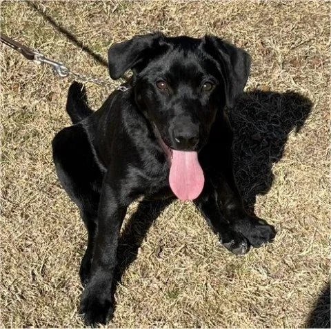 A young medium-sized female Black Labrador Retriever dog named Presley for adoption in Fort Worth, TX