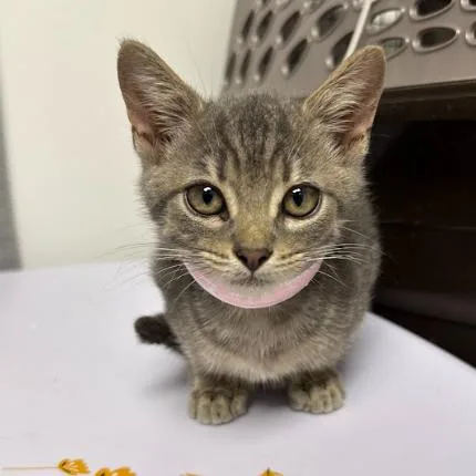 A baby small-sized female Gray / Blue / Silver Domestic Short Hair cat named Stella for adoption in Hattiesburg, MS