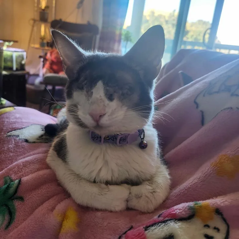 An adult medium-sized female Gray / Blue / Silver Domestic Short Hair cat named Roomba for adoption in Spokane, WA