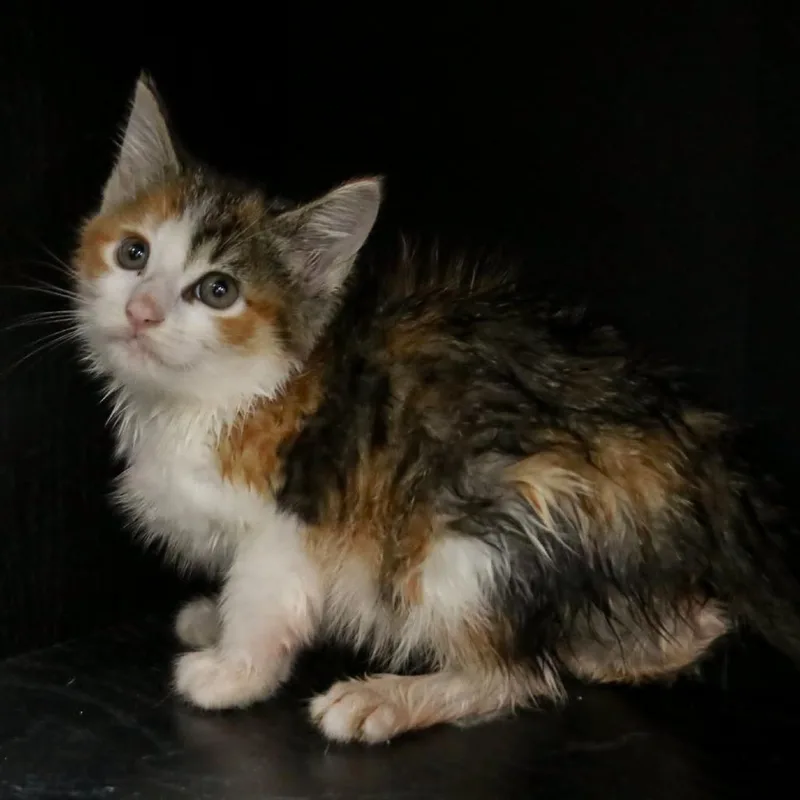 A baby small-sized female Calico Domestic Short Hair cat named Cali for adoption in Madisonville, KY