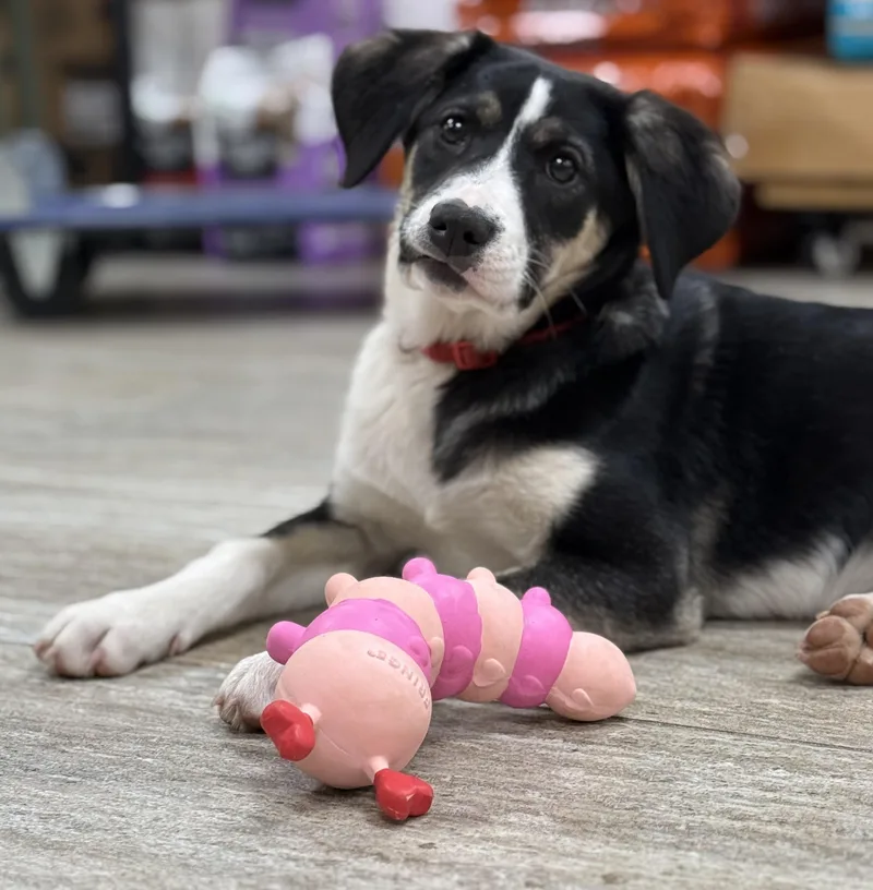 A young medium-sized female Tricolor (Brown, Black, & White) Australian Shepherd dog named Kimber for adoption in Orange, CA