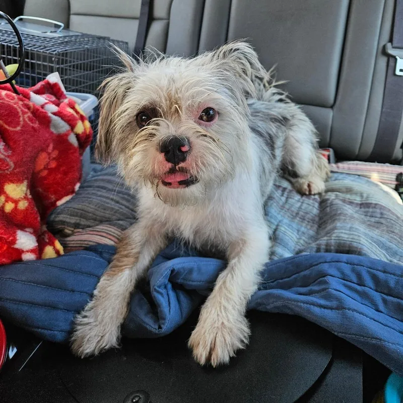Gidget thumbnail 2