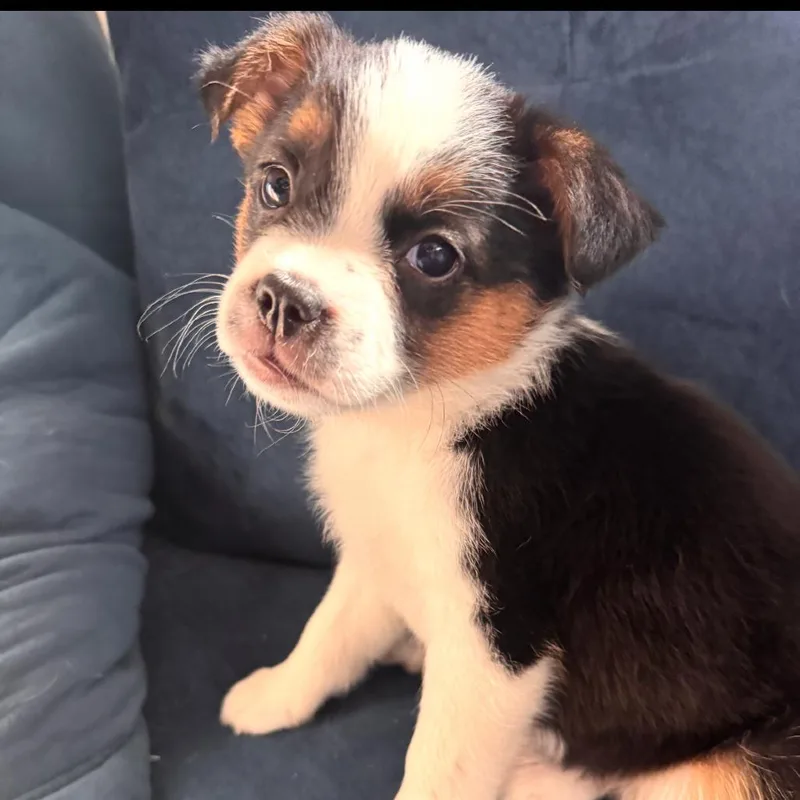 A baby small-sized female White / Cream Mixed Breed dog named Tennie for adoption in Fredericksburg, VA