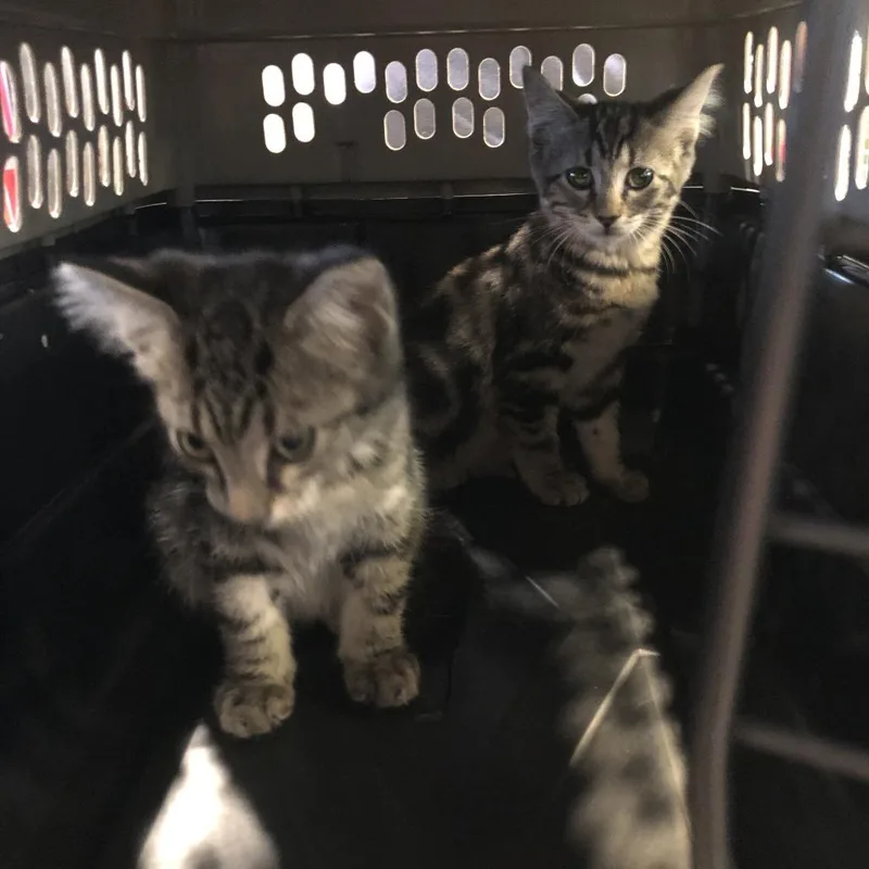 A baby small-sized male Brown / Chocolate Domestic Short Hair cat named Chip for adoption in Saint Louis, MO