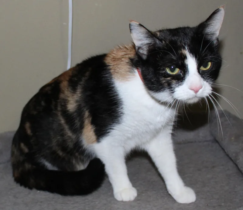 An adult medium-sized female Calico Domestic Short Hair cat named Melody for adoption in Huron, SD