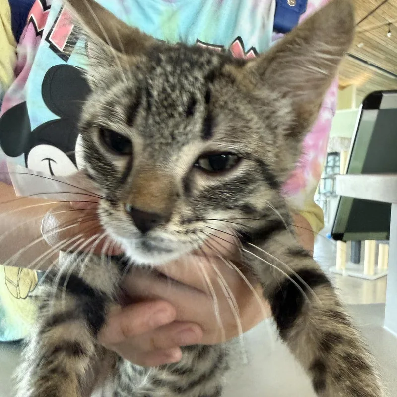 A baby small-sized male Brown / Chocolate Domestic Short Hair cat named Cricket for adoption in Leander, TX