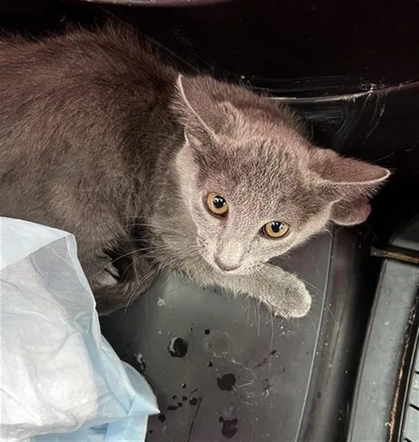 A baby medium-sized male Domestic Medium Hair cat named Leo for adoption in Dallas, TX