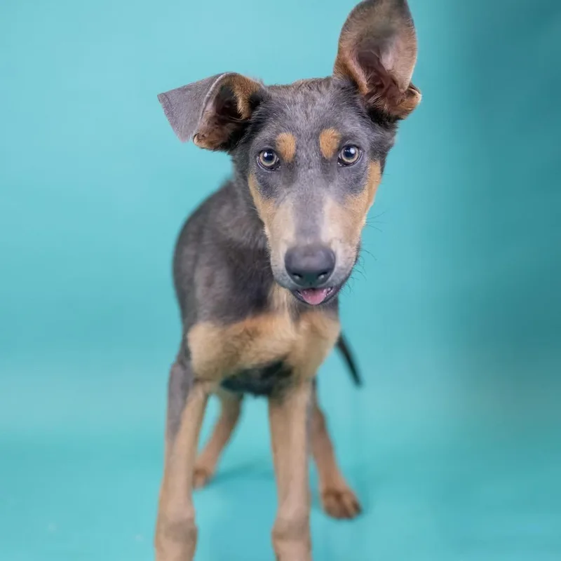 A young medium-sized male Yellow / Tan / Blond / Fawn Mixed Breed dog named Langley for adoption in Portland, OR