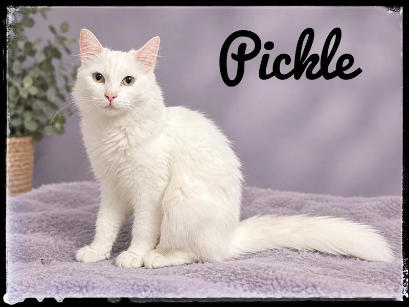 A young small-sized male Domestic Medium Hair cat named Pickle for adoption in El Cajon, CA