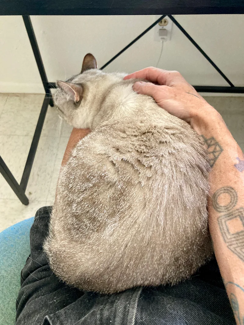 An adult medium-sized female Blue Cream Domestic Short Hair cat named Kira for adoption in Roswell, NM