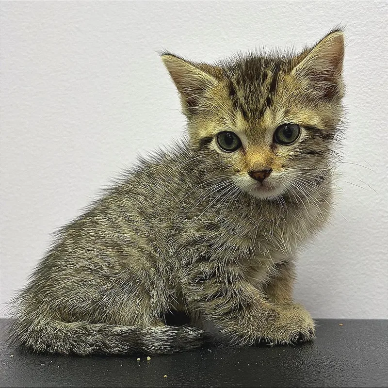 A baby small-sized male Domestic Short Hair cat named Earth for adoption in Hannibal, MO
