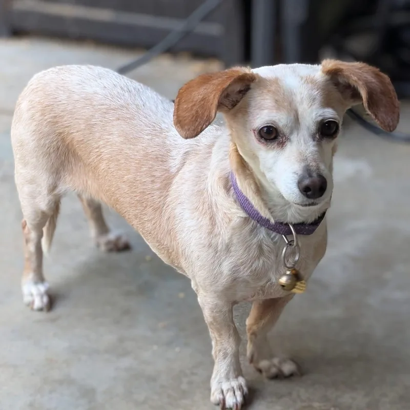 A senior small-sized female Dachshund dog named Babbey for adoption in Kingsburg, CA