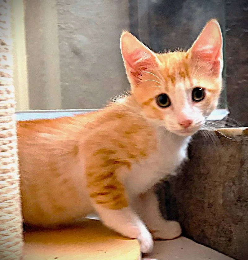 A baby medium-sized male Tabby cat named Sunkist for adoption in Fort Myers, FL