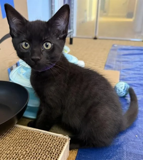 A baby small-sized male Domestic Long Hair cat named Soot for adoption in Sacramento, CA