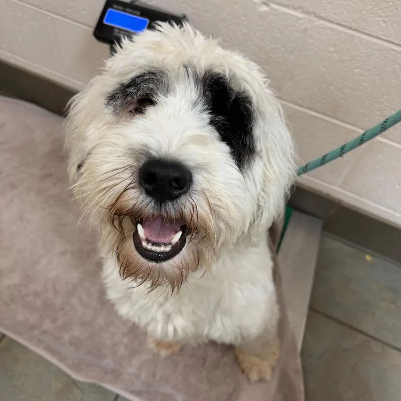 A young medium-sized male White / Cream Portuguese Water Dog dog named Benji for adoption in Wilmington, DE
