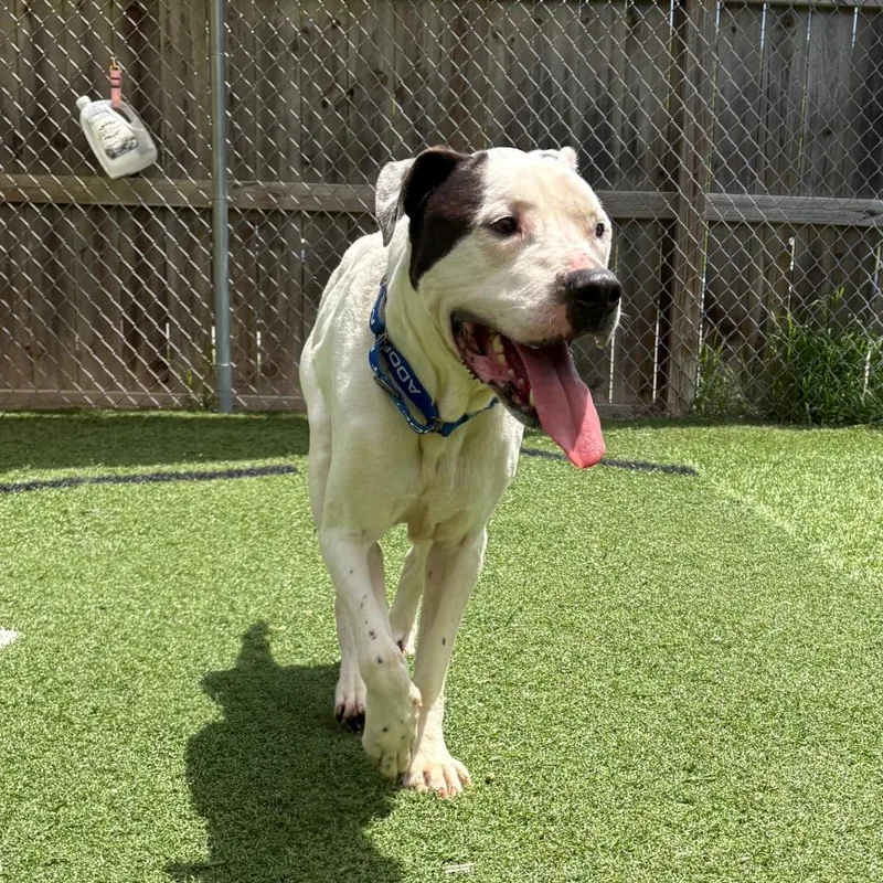An adult large-sized male White / Cream Pit Bull Terrier dog named Beau for adoption in Batavia, OH