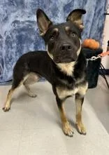 An adult large-sized male Black German Shepherd Dog named Grayson for adoption in McCook, NE