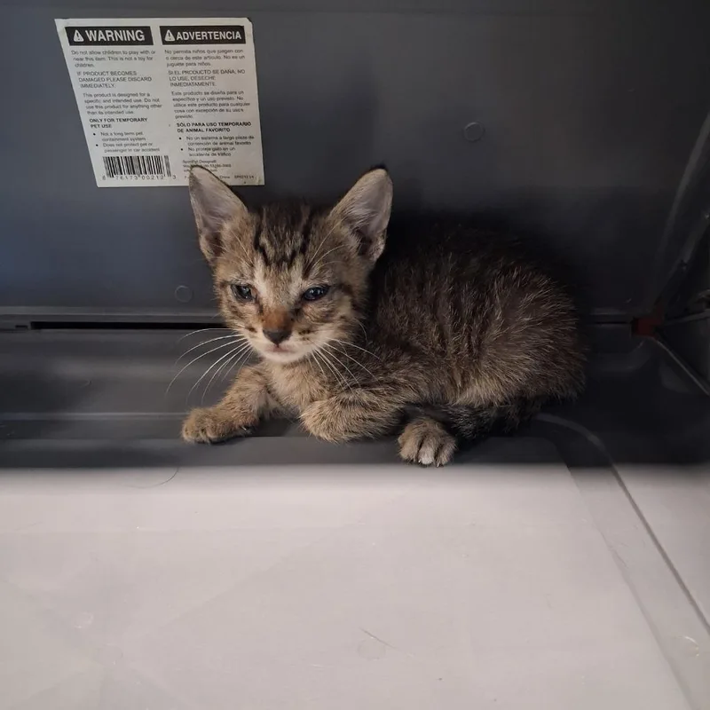 A baby medium-sized male Domestic Short Hair cat named Barrett for adoption in Gautier, MS
