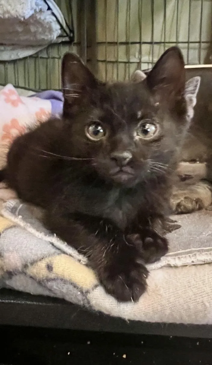 A baby small-sized male Domestic Short Hair cat named Chip for adoption in Sneads Ferry, NC