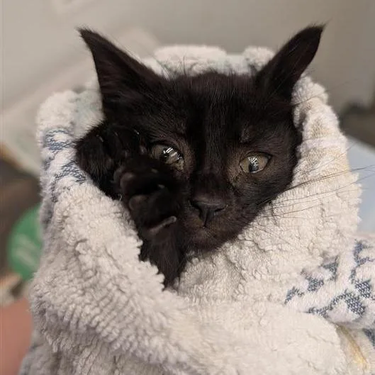 A baby small-sized male Black Domestic Short Hair cat named Sausage for adoption in Jacksonville, FL