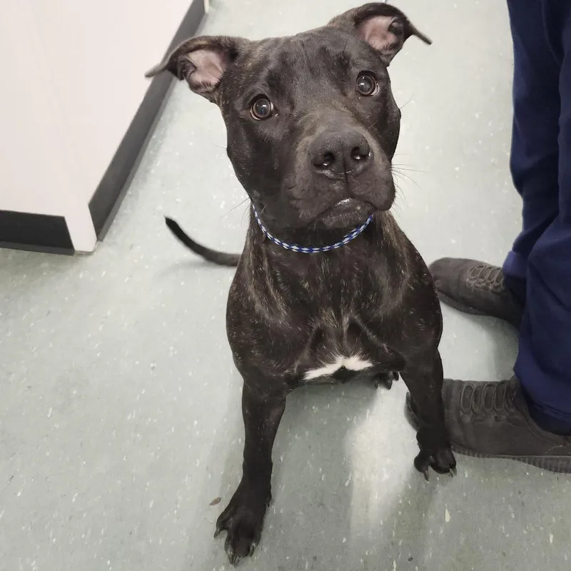 A young medium-sized male Brindle Terrier dog named Tizzy for adoption in Tampa, FL
