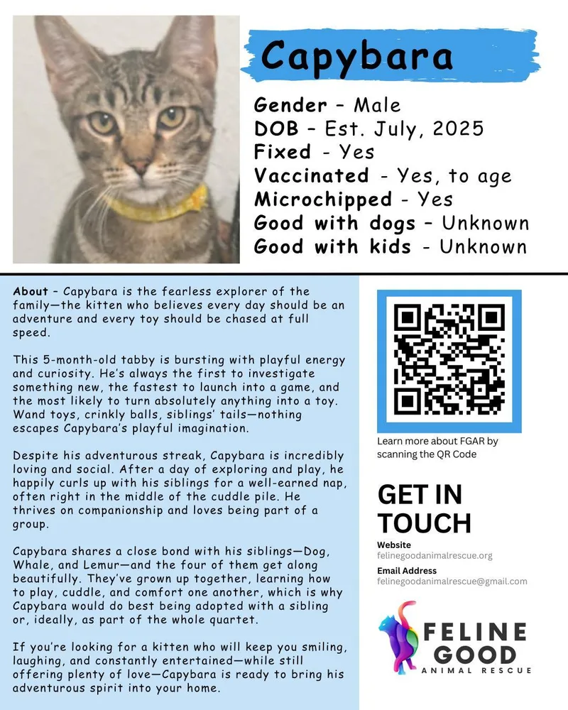 Capybara thumbnail 2