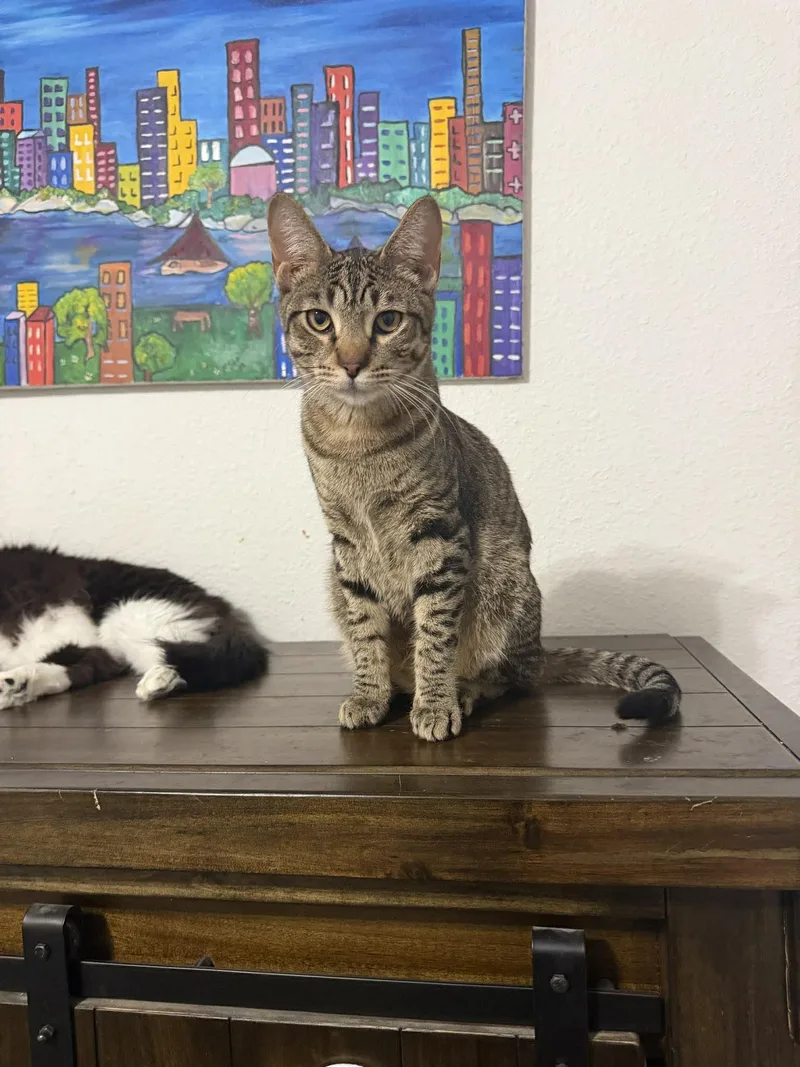 Capybara thumbnail 4