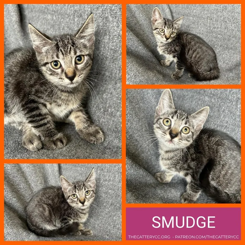 A baby small-sized female Domestic Short Hair cat named Smudge for adoption in Corpus Christi, TX