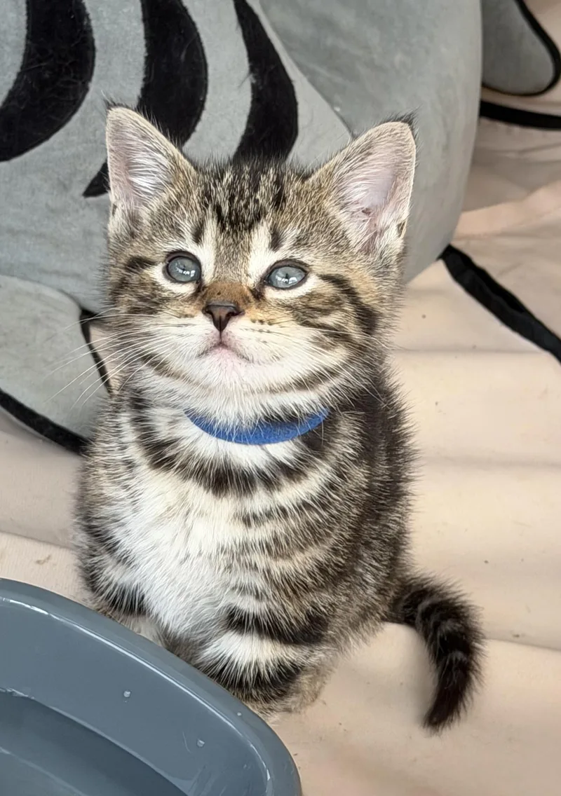 A baby medium-sized male Tabby (Gray / Blue / Silver) Tabby cat named Aspen for adoption in Independence, OH