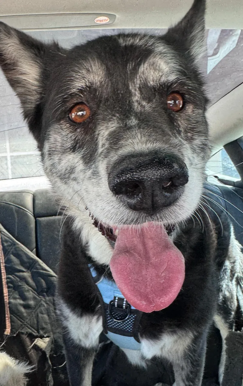 A senior medium-sized female Australian Shepherd dog named Roxy for adoption in Studio City, CA