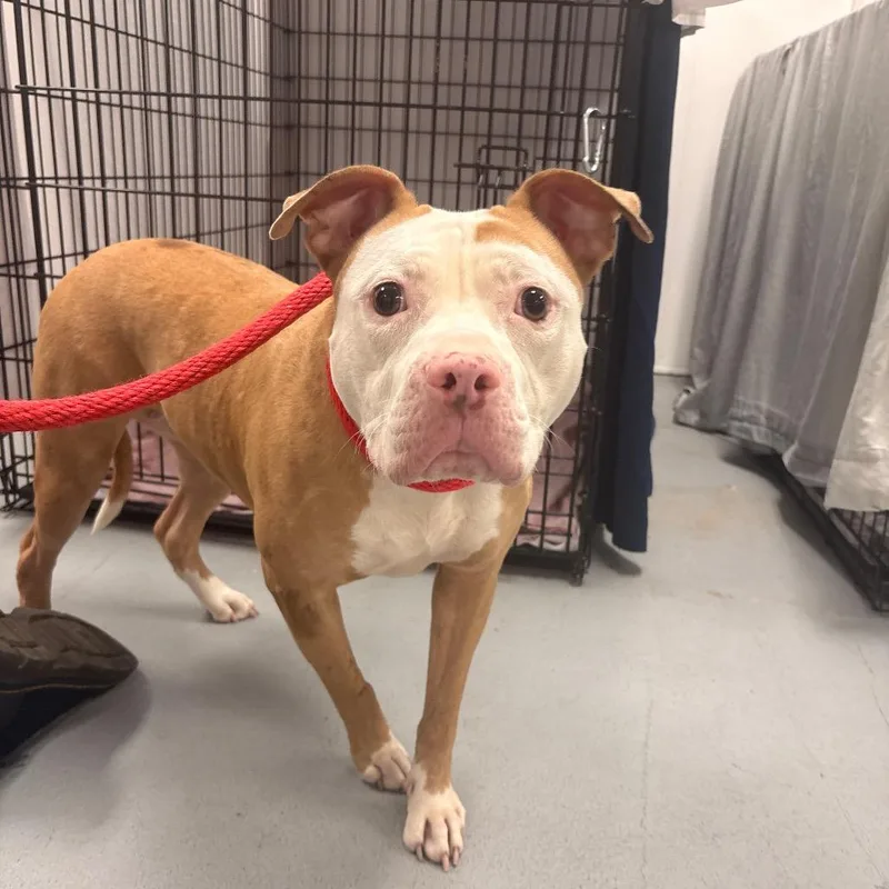 An adult medium-sized female Yellow / Tan / Blond / Fawn Mixed Breed dog named Merla for adoption in Philadelphia, PA