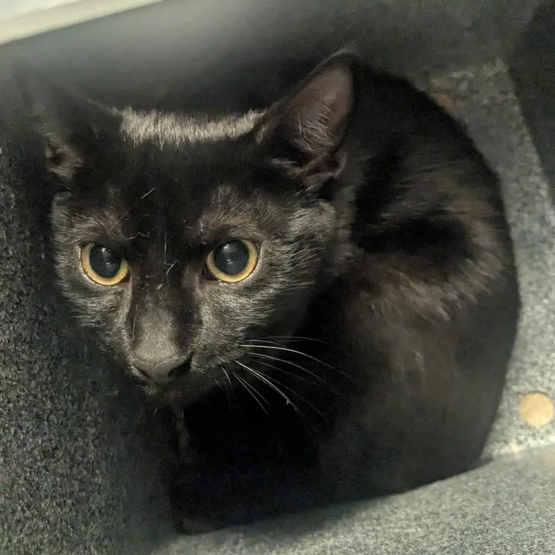 A young medium-sized male Black Domestic Short Hair cat named Sunoco for adoption in Birmingham, AL