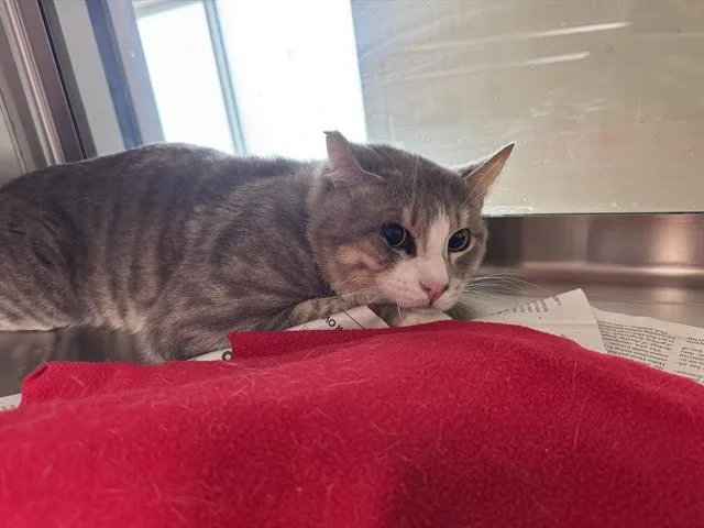 An adult large-sized male Domestic Short Hair cat named Dane for adoption in Grand Prairie, TX