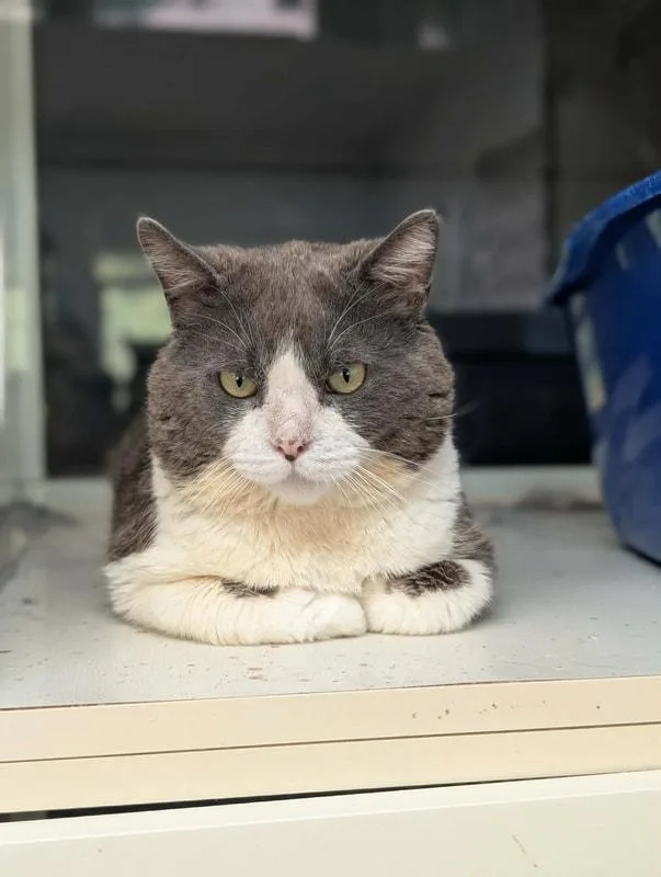 An adult medium-sized male Gray & White Domestic Short Hair cat named Duke for adoption in Kalamazoo, MI